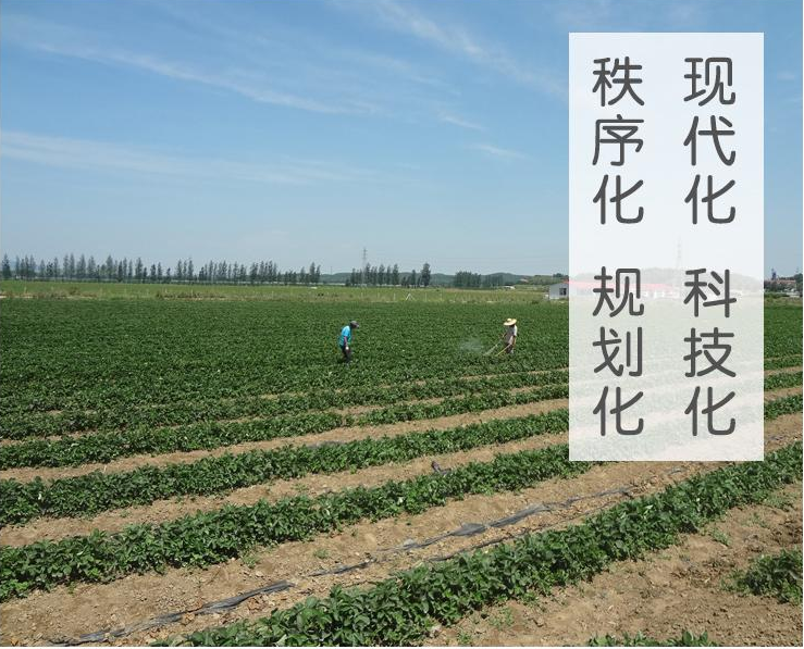 草莓基地客戶(hù)展示