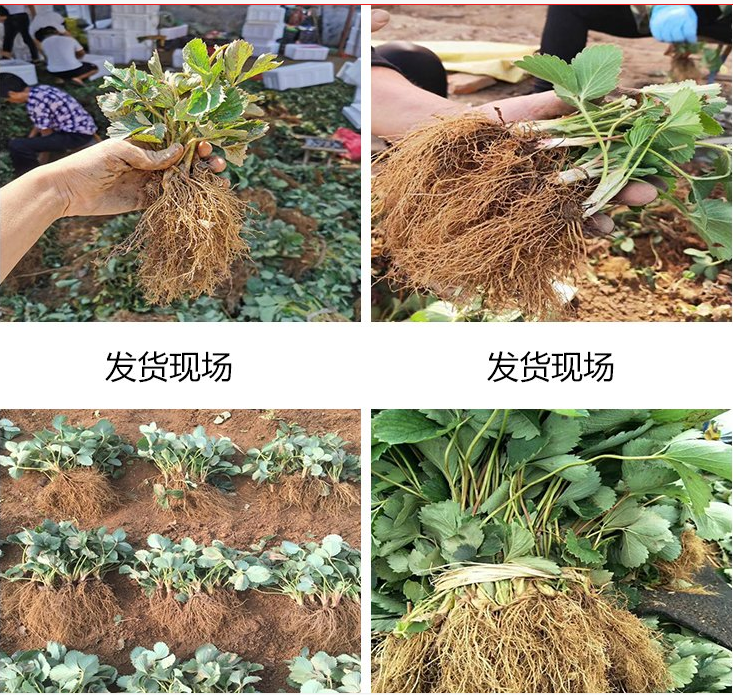 發(fā)貨現(xiàn)場(chǎng)